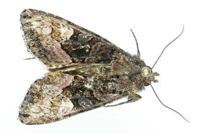 9545 - American Angle Shades Moth - Euplexia benesimilis m19 