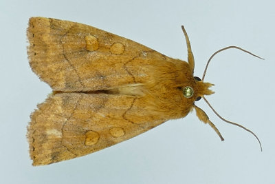 9549 - Pale Enargia Moth - Enargia decolor m19 