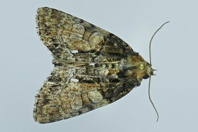 9556 - Cloaked Marvel Moth - Chytonix palliatricula m19 