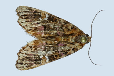 9631 - Pink-Shaded Fern Moth - Callopistria mollissima m19 