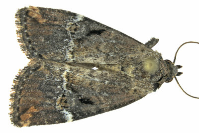9678 - Variegated Midget - Elaphria versicolor m19
