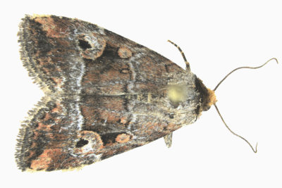 9681.1 - Pale-winged Midget Moth - Elaphria alapallida m19 