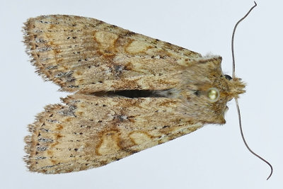 9887 - Bethune's Pinion Moth - Lithophane bethunei m19 