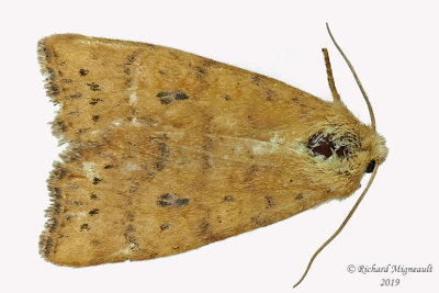 9961 - Dotted Sallow Moth - Anathix ralla m19 