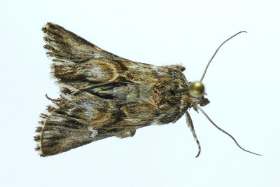 10177 - Toadflax Brocade Moth - Calophasia lunula m19 
