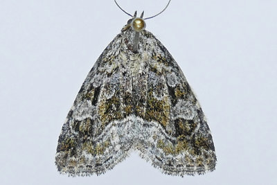 9047 - Large Mossy Lithacodia Moth - Protodeltote muscosula m19