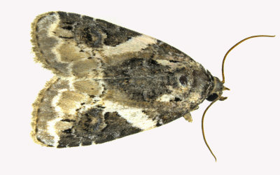 9053 - Pink-barred Lithacodia Moth - Pseudeustrotia carneola m19 