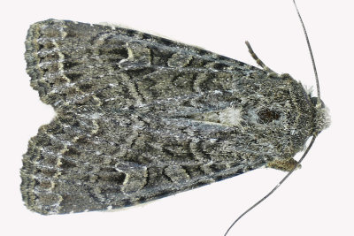 9382 - Glassy Cutworm Moth - Apamea devastator m19 