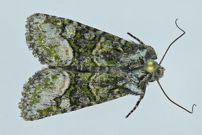 10406 - Olive Arches Moth - Lacinipolia olivacea m19 