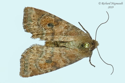 10532 - Northern Scurfy Quaker Moth - Homorthodes furfurata m19 