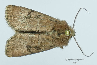 10563 - Ruddy Quaker Moth - Protorthodes oviduca m19 