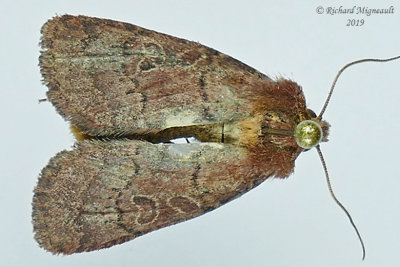 10587 - Cynical Quaker Moth - Orthodes cynica m19 