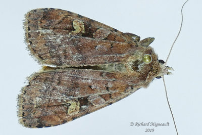 10917 - Red Dart Moth - Diarsia rubifera m19 