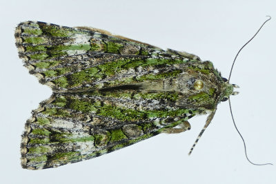 11000 - Green Arches Moth - Anaplectoides prasina m19