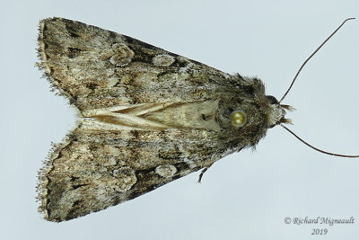 11009  Eueretagrotis attentus  Attentive Dart Moth m19 