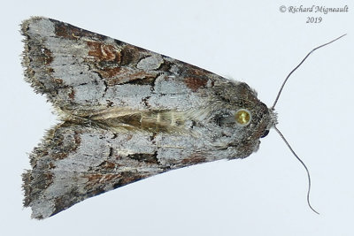 10304 - Trichordestra legitima - Striped Garden Caterpillar Moth m19 