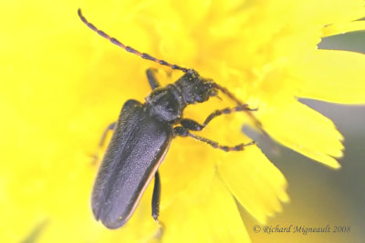 Longhorned Beetle - Brachysomida bivittata-nigripennis 1m8