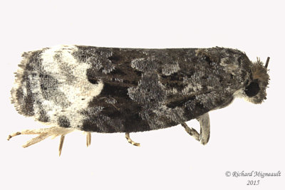 2753 - Apotomis capreana - Sallow Apotomis Moth m15 