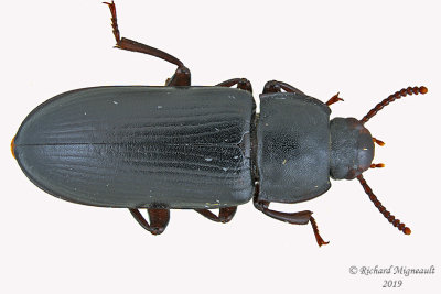 Darkling beetle - Tenebrio molitor 1 m19