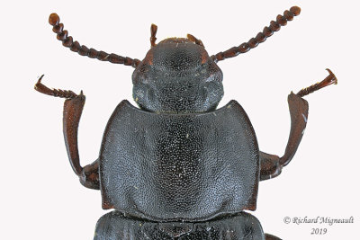 Darkling beetle - Tenebrio molitor 2 m19