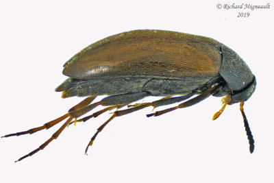 False flower beetle - Anaspis flavipennis 1 m19