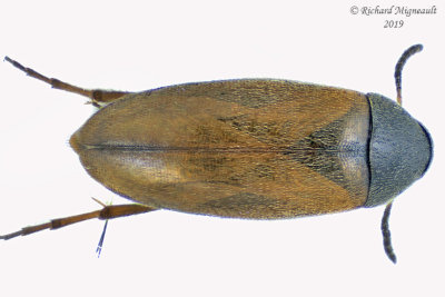 False flower beetle - Anaspis flavipennis 2 m19
