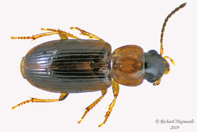 Ground beetle - bradycellus sp3 1 m19 