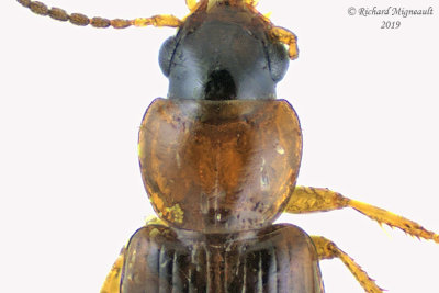 Ground beetle - bradycellus sp3 2 m19 