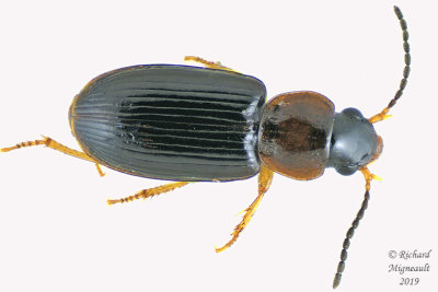 Ground beetle - bradycellus sp4 1 m19 