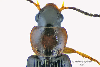 Ground beetle - bradycellus sp4 2 