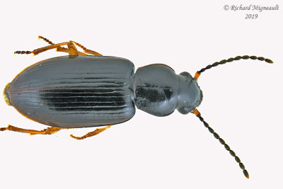 Ground beetle - bradycellus sp5 1 m19 