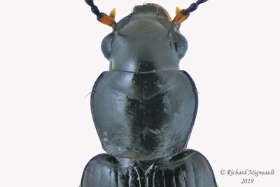 Ground beetle - bradycellus sp5 2 m19