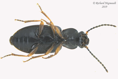Ground beetle - bradycellus sp5 3 m19 