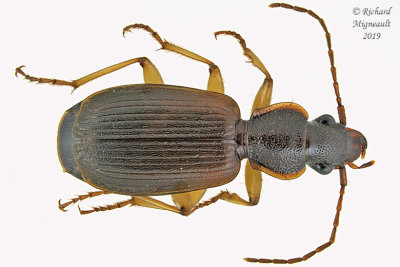 Ground beetles - Tribe Lebiini
