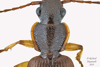 Ground beetle - Cymindis cribricollis 2 m19 