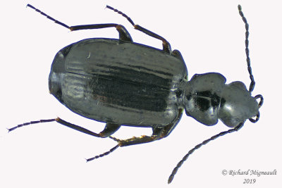 Ground beetle - Syntomus americanus 1 m19 