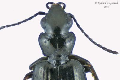 Ground beetle - Syntomus americanus 2 m19 