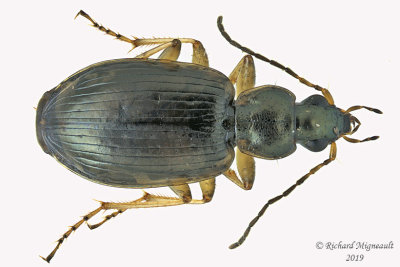 Ground beetle - Agonum sp3 1 m19 