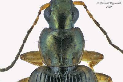 Ground beetle - Agonum sp3 2 m19
