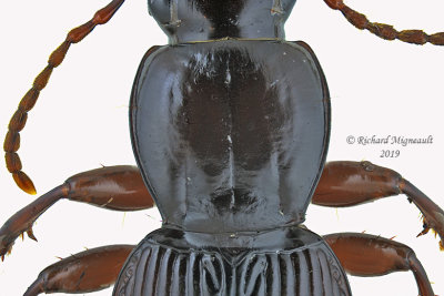 Woodland Ground Beetle - Pterostichus tristis m19 