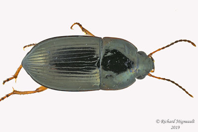 Ground beetle - Amara pallipes 1 m19 
