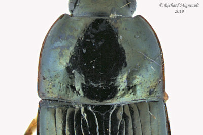 Ground beetle - Amara pallipes 2 m19 