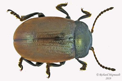 Leaf Beetle - Chrysolina sp1 1 m19 