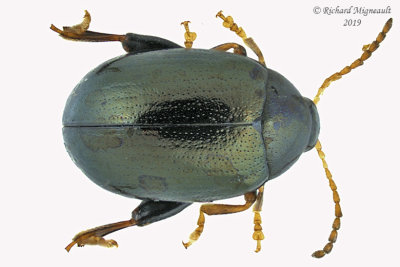 Leaf Beetle - Flea Beetle - Dibolia sp2 1 m19 