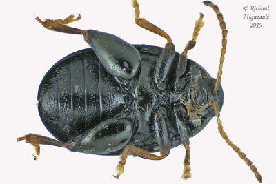 Leaf Beetle - Flea Beetle - Dibolia sp2 2 m19 