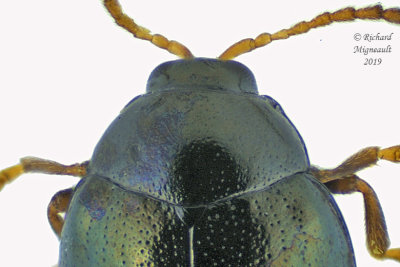 Leaf Beetle - Flea Beetle - Dibolia sp2 3 m19 