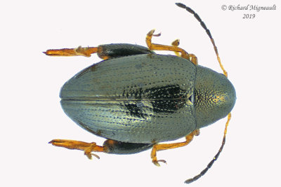 Leaf beetle - Chaetocnema sp1 1 m19 