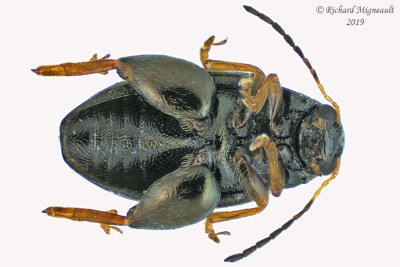 Leaf beetle - Chaetocnema sp1 2 m19 