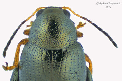 Leaf beetle - Chaetocnema sp1 3 m19 