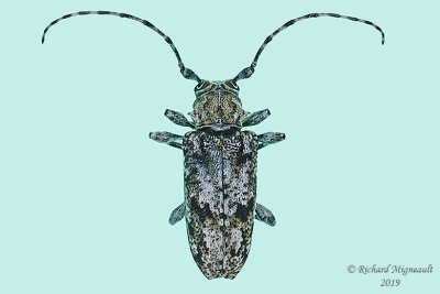 Longhorned Beetle - Aegomorphus modestus m19 